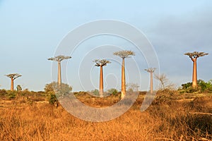 Baobab landscape Madagascar