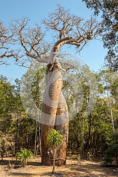 Baobab lovers - Amoureux photo