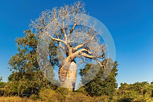 Baobab called the baobab of lovers or baobabs amoureux in french. photo