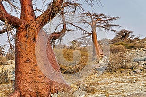 Baobab, Makgadikgadi Pans National Park, Botswana