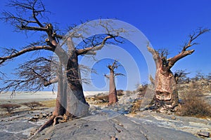 Baobab, Makgadikgadi Pans National Park, Botswana photo