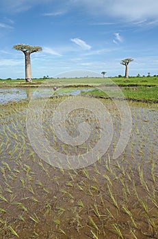 Baobab in Morondava, Madagascar