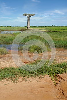 Baobab in Morondava, Madagascar