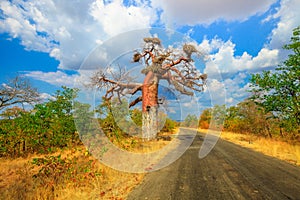 Baobab in Musina