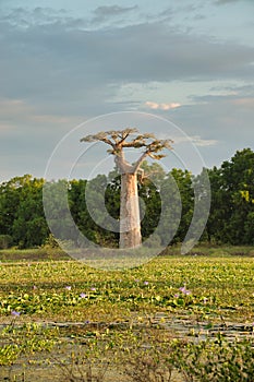 Baobab near waller lily pond