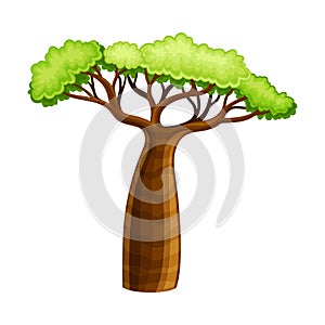 Baobab powerful plant with green foliage, African continent symbol cartoon vector illustration