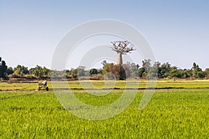 Baobab and rice field