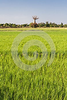 Baobab and rice field