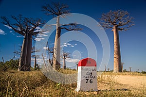 Baobab road