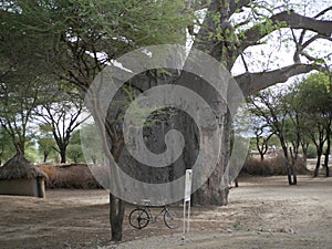 Baobab Safari Ngorongoro - Tarangiri in AfricÐ°