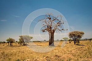 Baobab in the savannah of Tarangire National Park safari, Tanzania