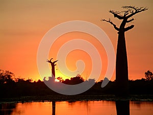 Baobab silhouette