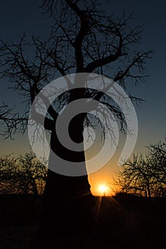 Baobab Silhouette Sunset