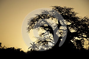 Baobab Silhouette in the Sunset Sky