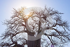 Baobab with sun star in backlight, african savannah with clear blue sky at sunrise. Botswana, one of the most attractive travel de