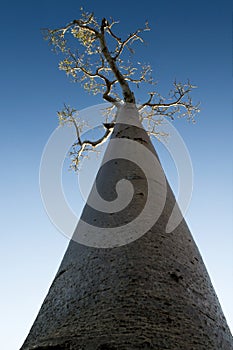 Baobab tree