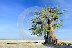 Baobab Tree