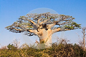 Baobab tree