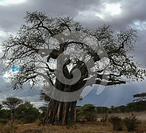 Baobab Tree