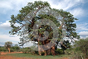 Baobab tree