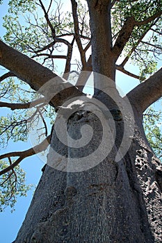 Baobab tree