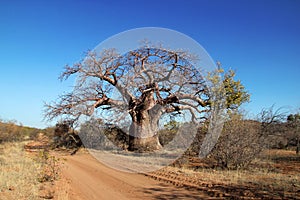 Baobab Tree