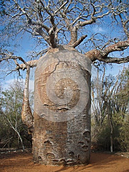Baobab Tree
