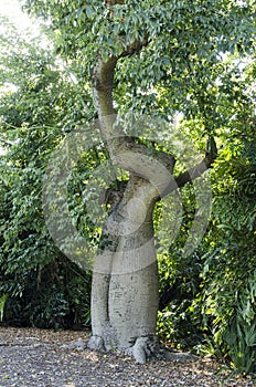 Baobab Tree