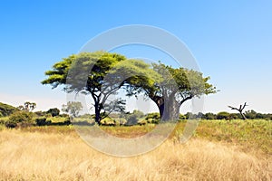 Baobab tree and Acacia in Botswana