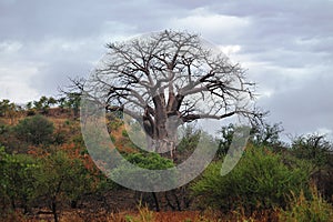 Baobab Tree (Adansonia digitata)