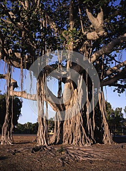 Baobab tree, Adansonia digitata,