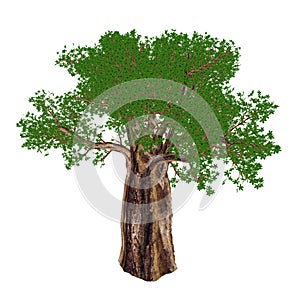 Baobab tree, adansonia digitata - 3D render