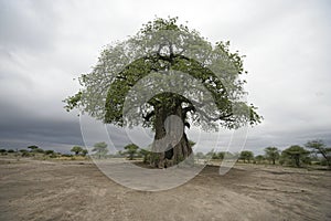 Baobab tree, Adansonia digitata