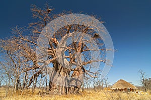 Baobab tree Adansonia digitata Makgadigadi Pans at Gweta in Botswana