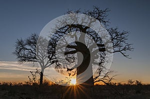 Baobab tree Adansonia digitata Makgadigadi Pans at Gweta in Botswana