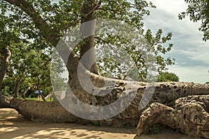 Baobab tree, Adansonia digitata