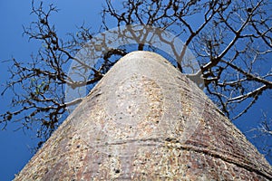 Baobab tree Adansonia rubrostipa