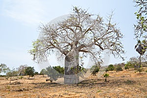 Baobab Tree