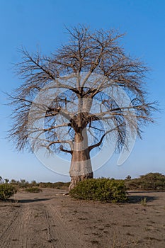 baobab