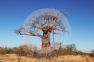Baobab Tree