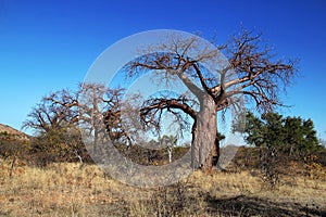 Baobab Tree