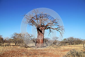 Baobab Tree