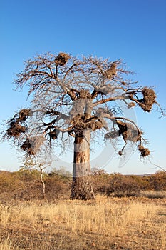 Baobab Tree