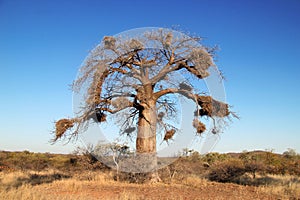 Baobab Tree