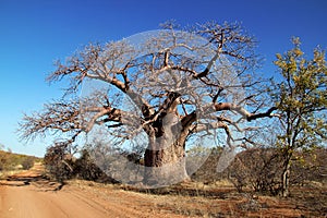 Baobab Tree