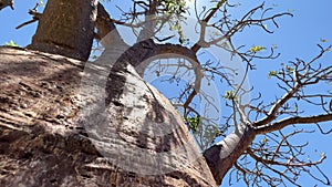 Baobab tree in the African savannah on a sunny summer day, Serengeti. Africa