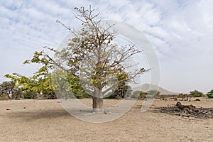 Baobab tree Boa Vista Cape Verde