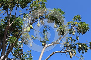 Baobab Tree and Boabab fruit. Baobab fruit  hanging on tree. Tree and blue sky.
