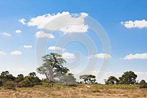 Baobab Tree