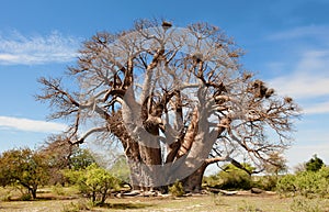 Baobab Tree, very old and huge Baobab Tree, Botswana, Africa